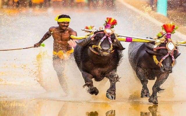 ಕಂಬಳವು ನವೆಂಬರ್ 25 ಮತ್ತು 26ರಂದು ಬೆಂಗಳೂರು ಅರಮನೆ ಮೈದಾನದಲ್ಲಿ ಪ್ರಥಮ ಬಾರಿಗೆ ಆಯೋಜಿಸಲಾಗುತ್ತದೆ.