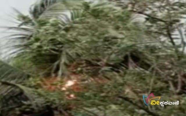 ತೆಂಗಿನ ಮರವೊಂದಕ್ಕೆ ಸಿಡಿಲು ಬಡಿದು ಬೆಂಕಿ ಕಾಣಿಸಿಕೊಂಡ ಘಟನೆ ಸಂಭವಿಸಿದೆ.