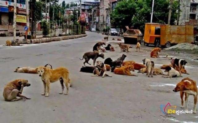 ಬಂಟ್ವಾಳ ಪುರಸಭಾ ವ್ಯಾಪ್ತಿಯ ಬೀದಿ ನಾಯಿಗಳನ್ನು ಅನಿಮಲ್ ಕೇರ್ ಟ್ರಸ್ಟ್ ಸಂಸ್ಥೆಯವರು ಹಿಡಿಯಲಿದ್ದಾರೆ.