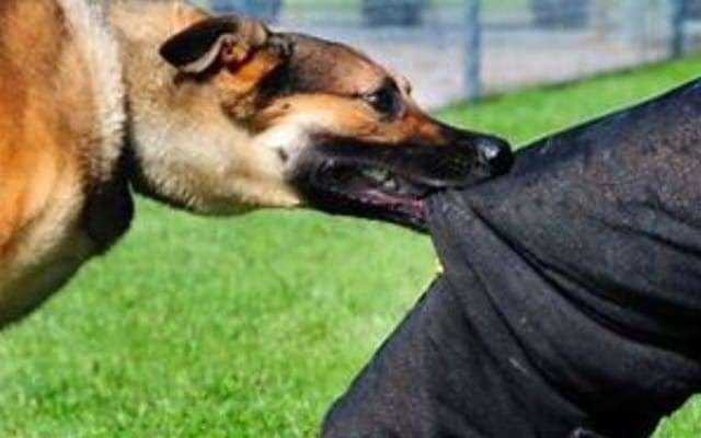 ಹಳೆಯಂಗಡಿ ಗ್ರಾಮ ಪಂಚಾಯತ್‌ ವ್ಯಾಪ್ತಿಯಲ್ಲಿ ಹಲವರಿಗೆ ಹುಚ್ಚು ನಾಯಿ ಕಡಿತ.