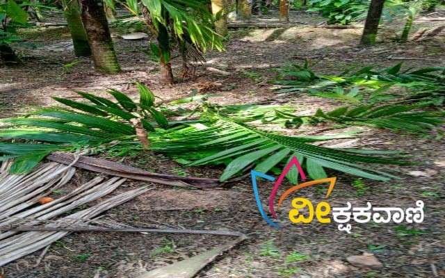 ಕಾಡು ಹಂದಿಗಳು ಅಡಕೆ ಗಿಡಗಳನ್ನು ಮುರಿದು ಹಾಕುವುದು ಕಂಡುಬಂದಿದೆ.