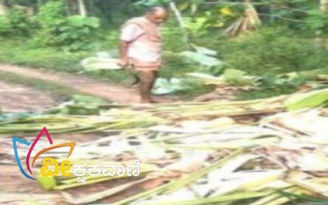 ಅಪಾರ ಕೃಷಿ ಹಾನಿ