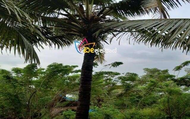 ಸಿಡಿಲು ಬಡಿದು ತೆಂಗಿನ ಮರಗಳು ಹಾನಿ.