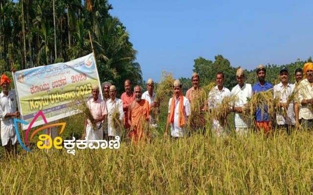 ಸಾವಯವ ಪದ್ಧತಿಯಲ್ಲಿ ಬೆಳೆದ ಭತ್ತ ಕಟಾವು ಮಾಡುವ ಕಾರ್ಯಕ್ರಮ.
