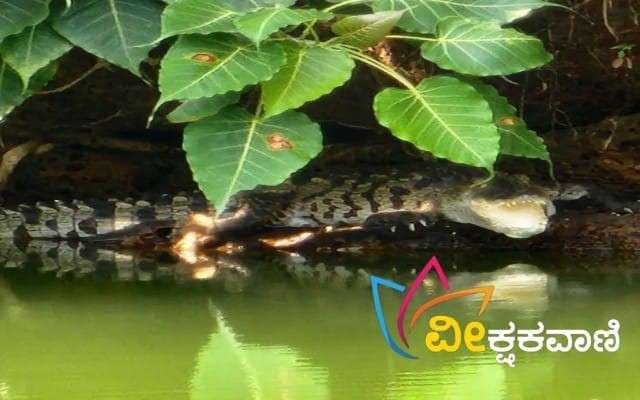 ಕುಂಬಳೆ ಸರೋವರದಲ್ಲಿ ಇತ್ತೀಚೆಗೆ ಮೊಸಳೆಯೊಂದು ಪ್ರತ್ಯಕ್ಷ.