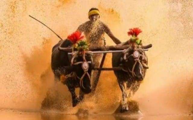 "ಮೂಡು-ಪಡು" ಜೋಡುಕರೆ ಕಂಬಳ