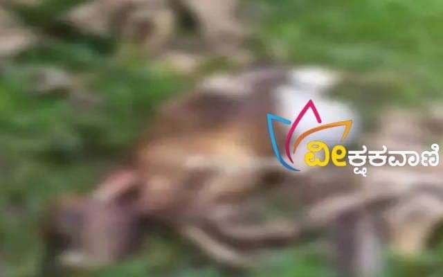 ಕಟ್ಟಿ ಹಾಕಿದ್ದ ಕರುವನ್ನು ಕೊಂದು ತಿಂದ ಚಿರತೆ