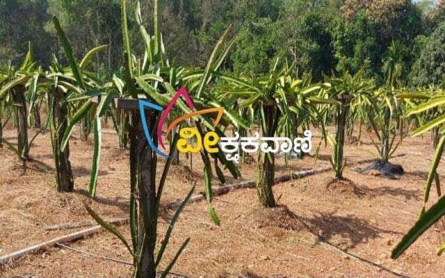 ಬಳ್ಳೂರಿನಲ್ಲಿ ಕುಟುಂಬಶ್ರೀ ತಂಡದಿಂದ ಡ್ರಾಗನ್ ಫ್ರೂಟ್ ಕೃಷಿ