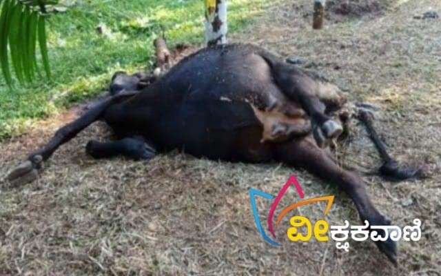 ಮೇಯಲು ಬಿಟ್ಟಿದ್ದ ದನ ಸಾವು