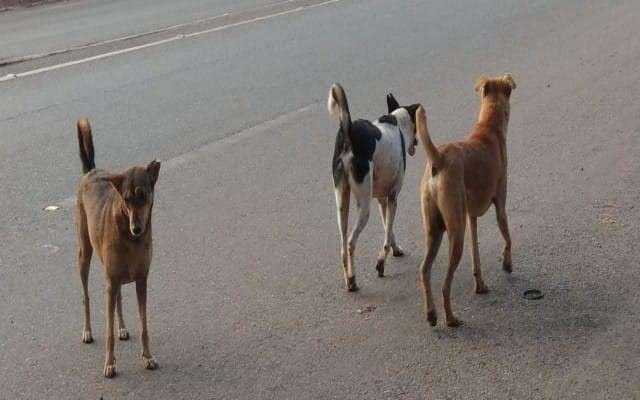 ವ್ಯಾಪಕಗೊಂಡಿರುವ ಬೀದಿ ನಾಯಿಗಳು