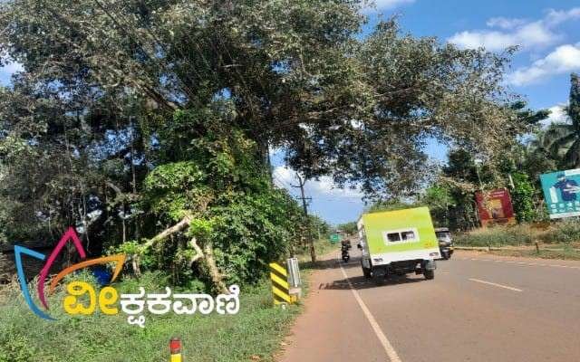ಬೇಕೂರು ರಸ್ತೆಗೆ ಬಾಗಿಕೊಂಡಿರುವ ಮರದ ರೆಂಬೆಗಳು.