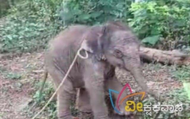 ಕಾಡಾನೆಗಳ ಗುಂಪಿನಿಂದ ಬೇರ್ಪಟ್ಟ ಮರಿಯಾನೆ