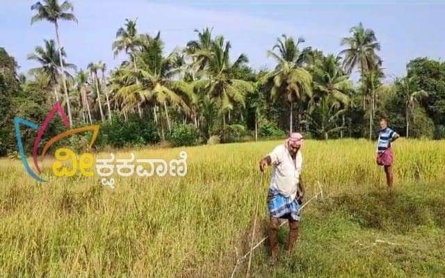 ಕಾಡು ಹಂದಿಗಳ ಉಪಟಳದಿಂದ ಬತ್ತದ ಕೃಷಿ ಸಹಿತ ಇತರ ಕೃಷಿ ನಾಶಗೊಂಡು ರೈತರು ಸಂಕಷ್ಟಕ್ಕೀಡಾಗಿದ್ದಾರೆ.