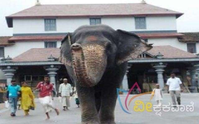 ಶ್ರೀಕ್ಷೇತ್ರ ಧರ್ಮಸ್ಥಳದ ಲತಾ ಹೆಸರಿನ ಆನೆ ಶಿವರಾತ್ರಿಯಂದೇ ಮೃತಪಟ್ಟಿದೆ.