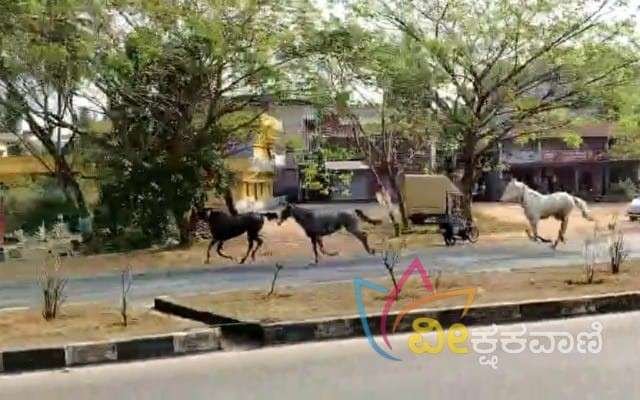 ರಾಷ್ಟ್ರೀಯ ಹೆದ್ದಾರಿಯಲ್ಲಿ ಕುದುರೆಗಳ ಓಡಾಟ