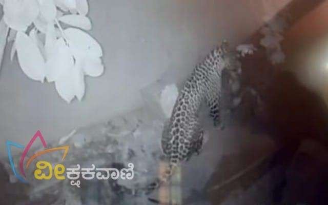 ಸರಳೇಬೆಟ್ಟುವಿನಲ್ಲಿ ಮನೆಯೊಳಗೆ ನುಗ್ಗಿ ಕೋಳಿಗಳನ್ನು ಬಲಿ ಪಡೆದ ಚಿರತೆ