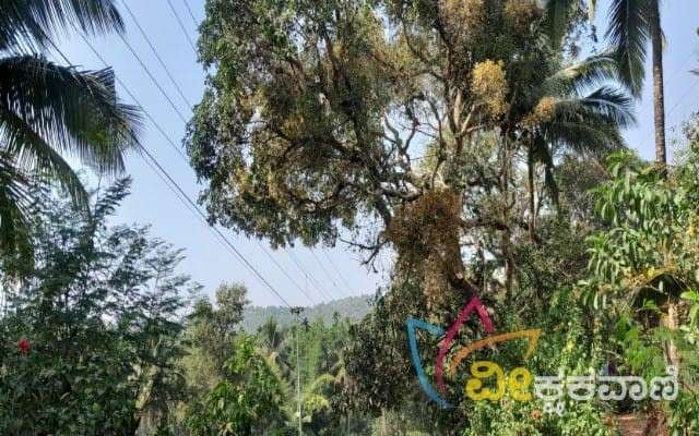 ಚಿಪ್ಪಾರು ಶಾಲಾ ಬಳಿಯಲ್ಲಿ ವಿದ್ಯುತ್ ತಂತಿಗೆ ಬಾಗಿದ ಬೃಹತ್ ಮರ